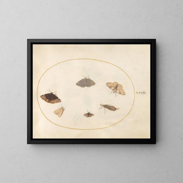 Platine 32 Six Papillons de Nuit - Joris Hoefnagel — framed artwork on a wall