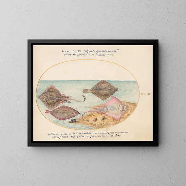 Planche 32: Raies avec un œuf et deux poissons plats - Joris Hoefnagel — framed artwork on a wall