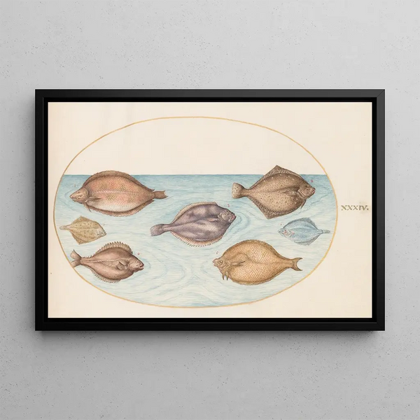 Planche 34 Sept poissons plats - Joris Hoefnagel — framed artwork on a wall