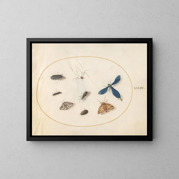 Plate 34 Two moths with a spider, a caterpillar, a damselfly, and other insects - Joris Hoefnagel — framed artwork on a wall