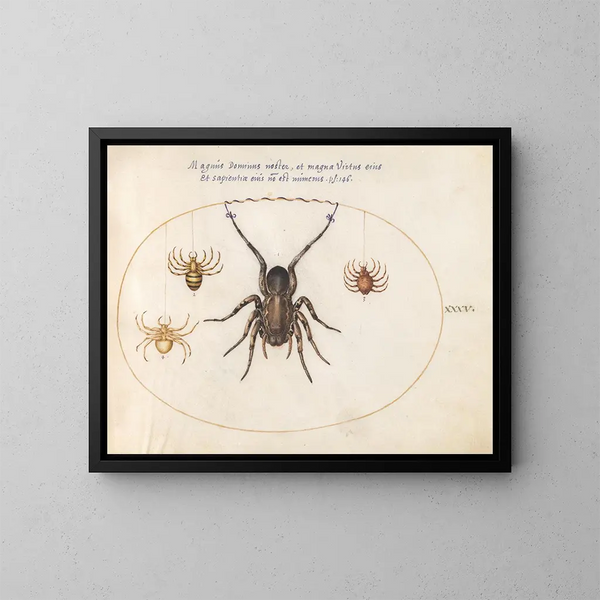 Platine 35 of a wolf spider and three other spiders - Joris Hoefnagel — framed artwork on a wall