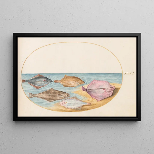 Planche 35 Les dessous du turbot et d'autres poissons plats - Joris Hoefnagel — framed artwork on a wall
