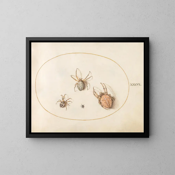 Planche 36 Three large spiders and a small spider - Joris Hoefnagel — framed artwork on a wall