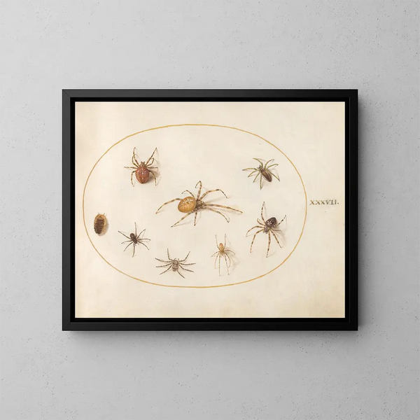Platine 37 Sept spiders and an insect - Joris Hoefnagel — framed artwork on a wall