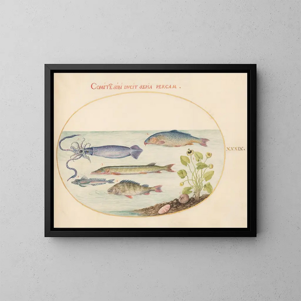 Planche 39: Calmar, Gurnard, Brochet et autres poissons - Joris Hoefnagel — framed artwork on a wall