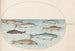 Planche 40 Zalm, forel en zoetwatervissen - Joris Hoefnagel — weergave van het kunstwerk