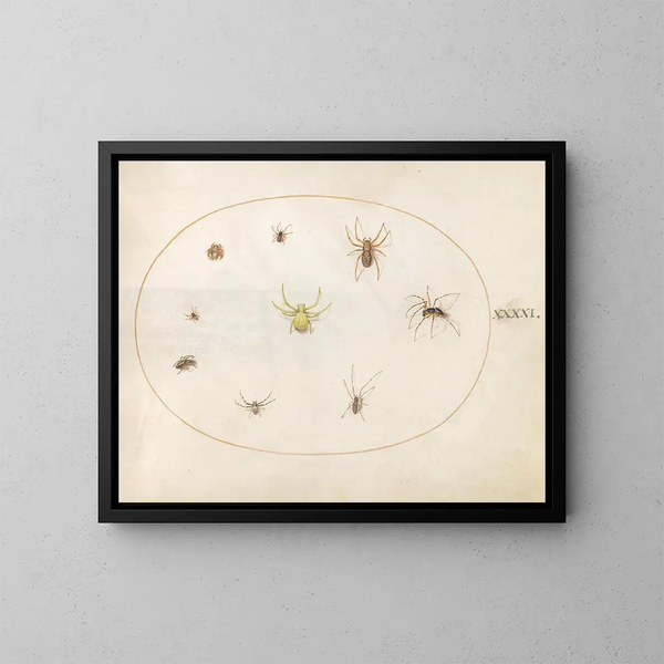 Plaque 41 Yellow spider surrounded by eight spiders - Joris Hoefnagel — framed artwork on a wall