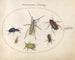 Planche 43: Muskuskever, oliekever, tansykever, kakkerlak, bladpootsprinkhaan en andere insecten - Joris Hoefnagel — weergave van het kunstwerk