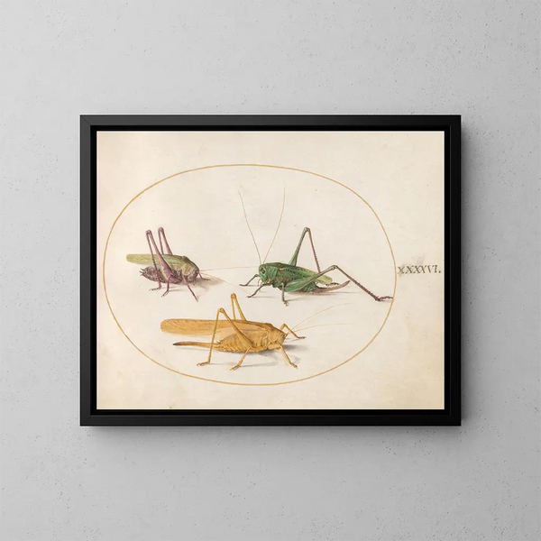 Platine 46 Three Grasshoppers - Joris Hoefnagel — framed artwork on a wall