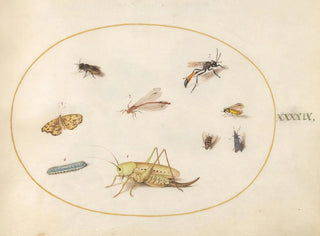 Joris Hoefnagel - Plate 49 A Grasshopper a Caterpillar a Butterfly a Moth and Other Insects.webp