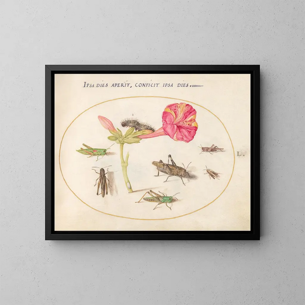 Plant Painting 50 Grasshoppers, a Caterpillar, and a Scaled Insect with a Four O'Clock Flower - Joris Hoefnagel — framed artwork on a wall