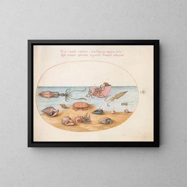 Platine 52 An Argonaut, hermit crabs, shells, and a crab - Joris Hoefnagel — framed artwork on a wall