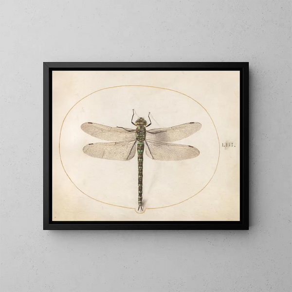 Plant 53 Southern dragonfly - Joris Hoefnagel — framed artwork on a wall