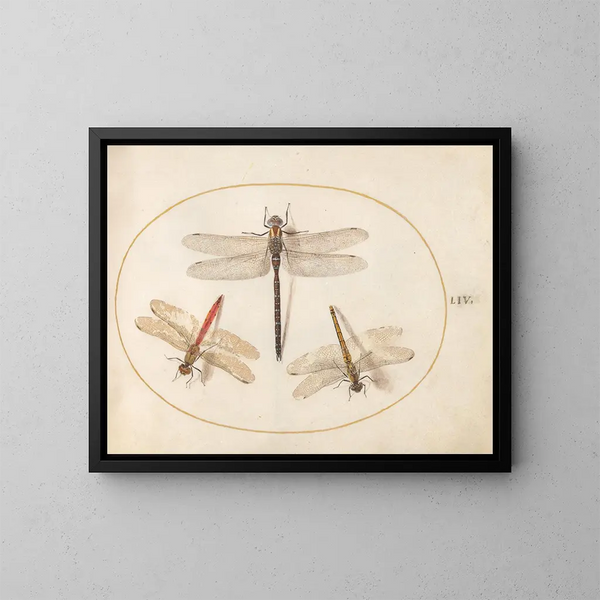 Platine Painting 54 Velvet Dragonfly and Two Agrions - Joris Hoefnagel — framed artwork on a wall