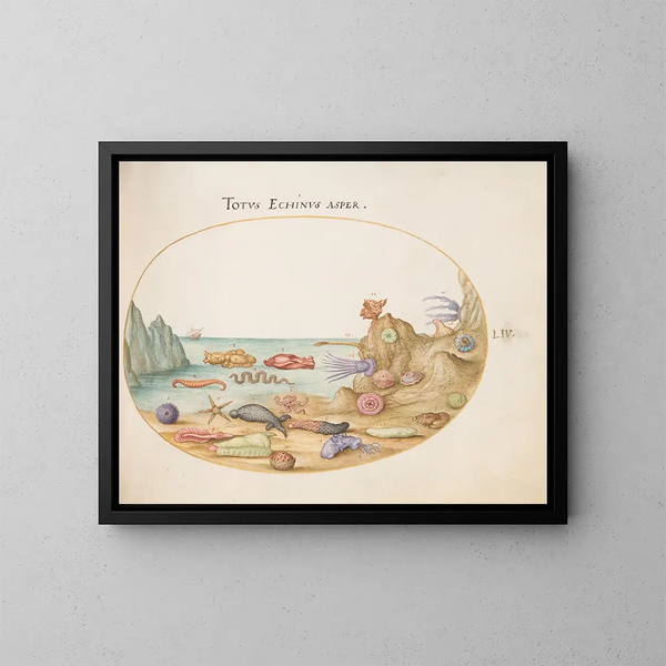 Planches 54: Sea cucumbers, sea urchins, starfish, jellyfish, sea hare, and other marine life forms - Joris Hoefnagel — framed artwork on a wall