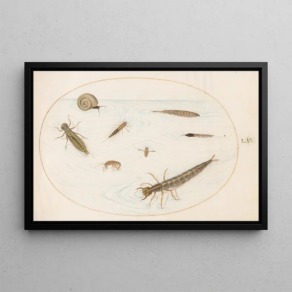 Planche 55 Aquatic insects and invertebrates, including a snail - Joris Hoefnagel — framed artwork on a wall