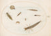 Planche 55 Waterinsecten en ongewervelden, inclusief een slak - Joris Hoefnagel — weergave van het kunstwerk