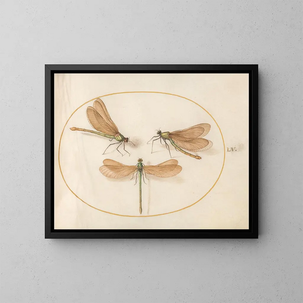 Plaque 55 Three Green Maidens with Brown Wings - Joris Hoefnagel — framed artwork on a wall