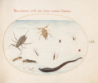 Joris Hoefnagel - Plate 56 Water Scorpion Water Measurer Pond Skater Red Water Mite Leech and Other Water Insects.webp