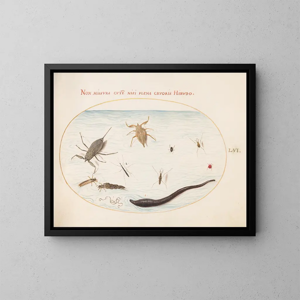 Planches 56: Water scorpion, water meter, pond skater, red mite, leech, and other aquatic insects - Joris Hoefnagel — framed artwork on a wall