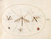 Platine 57 Een lieveheersbeestje, een vlieg en vier andere insecten - Joris Hoefnagel — weergave van het kunstwerk
