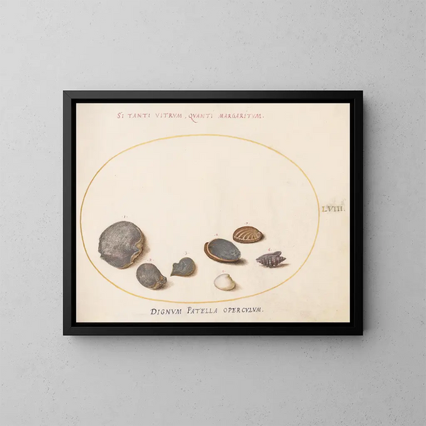 Platine Painting 58 Shells, including abalone - Joris Hoefnagel — framed artwork on a wall