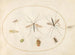 Platina 59 Sept insecten, waaronder een insect-schil van de meidoorn, muggen en een zweefvlieg - Joris Hoefnagel — weergave van het kunstwerk