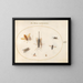 Platina 61 Sept insecten waaronder vliegen - Joris Hoefnagel — ingelijst kunstwerk aan de muur