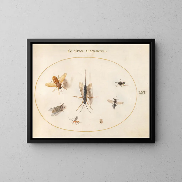 Platine 61 Sept insectes dont des mouches - Joris Hoefnagel — framed artwork on a wall