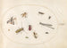 Planche 64, onze insecten waaronder een libel en een langhorentje - Joris Hoefnagel — weergave van het kunstwerk