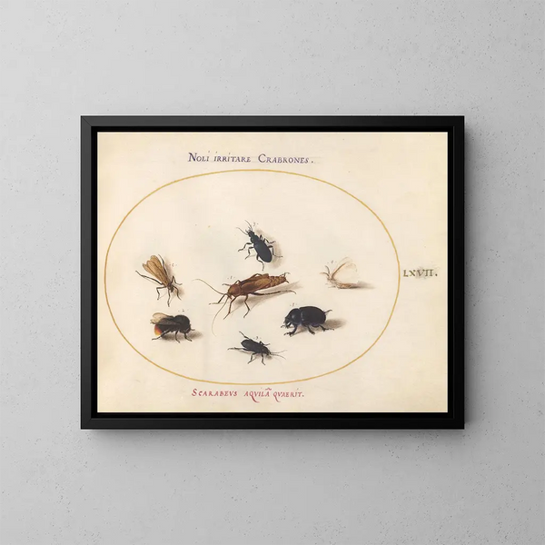Platine 67 Sept insects including a white butterfly and a bee - Joris Hoefnagel — framed artwork on a wall