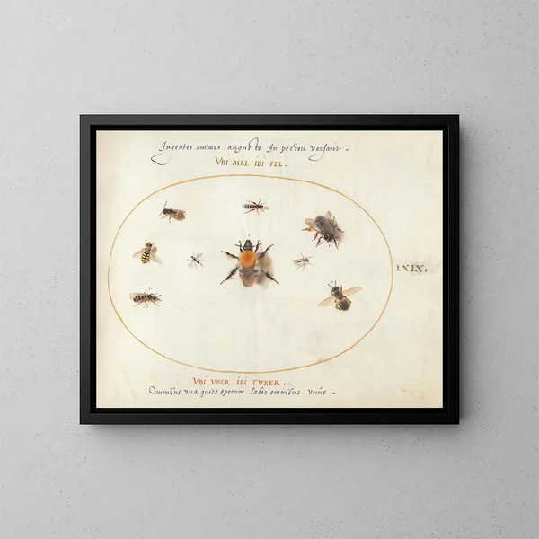 Platine 69 New bees and other insects - Joris Hoefnagel — framed artwork on a wall
