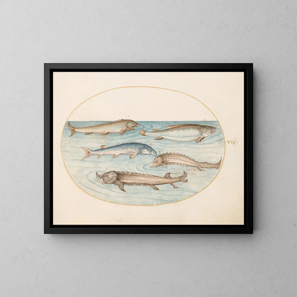 Planche 6 Cinq silures et un esturgeon - Joris Hoefnagel — framed artwork on a wall