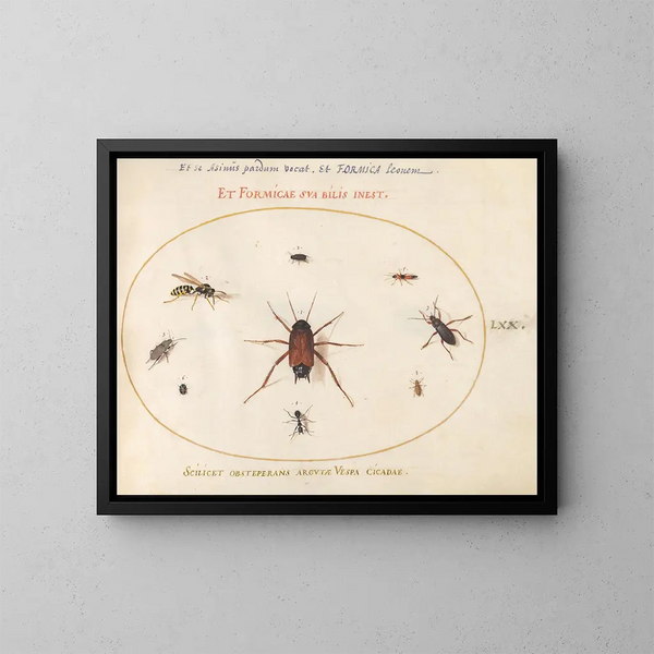 Planche 70: A gardon surrounded by insects - Joris Hoefnagel — framed artwork on a wall