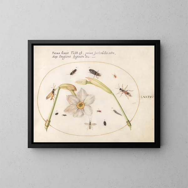Plant Painting 74 Insects with White Daffodils - Joris Hoefnagel — framed artwork on a wall