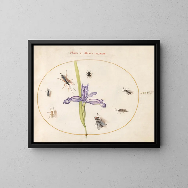 Platine 75 of a fly and other insects with an iris - Joris Hoefnagel — framed artwork on a wall