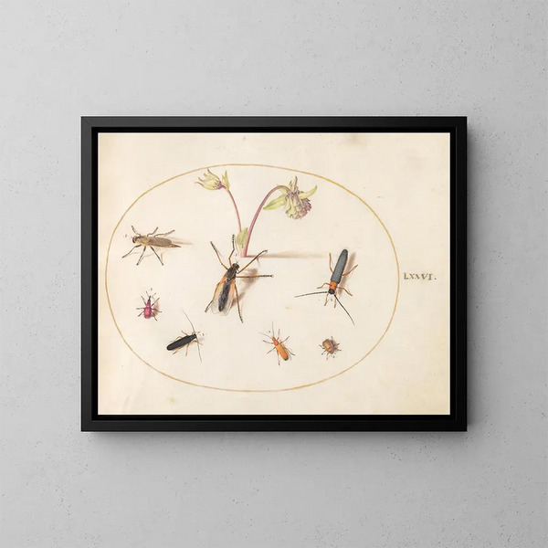 Plant Painting 76 Insects with a pink and cream columbine - Joris Hoefnagel — framed artwork on a wall