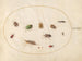 Platine 79 Twaalf insecten, waaronder luizen - Joris Hoefnagel — weergave van het kunstwerk