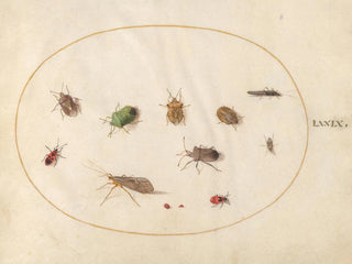 Joris Hoefnagel - Plate 79 Twelve Insects Including Shield Bugs.webp