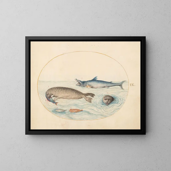 Platine 9 A great white shark, two seals, and two fish - Joris Hoefnagel — framed artwork on a wall