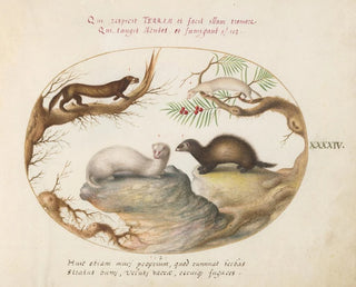 Joris Hoefnagel - Polecat Mink and Ermine.webp