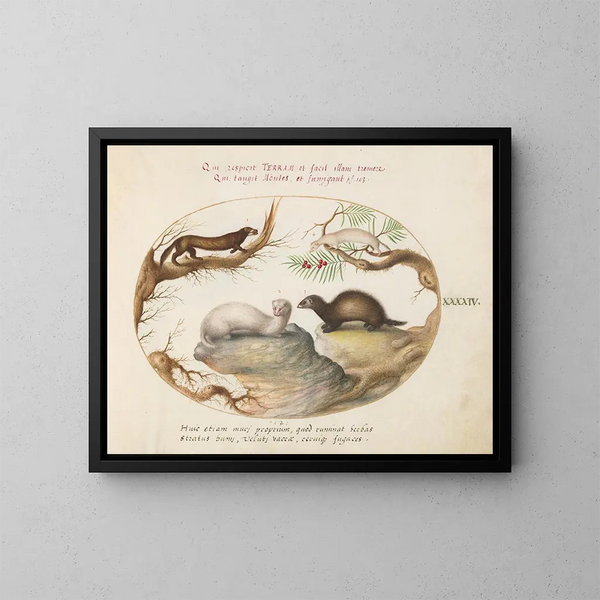 Fouine, vison et hermine - Joris Hoefnagel — framed artwork on a wall