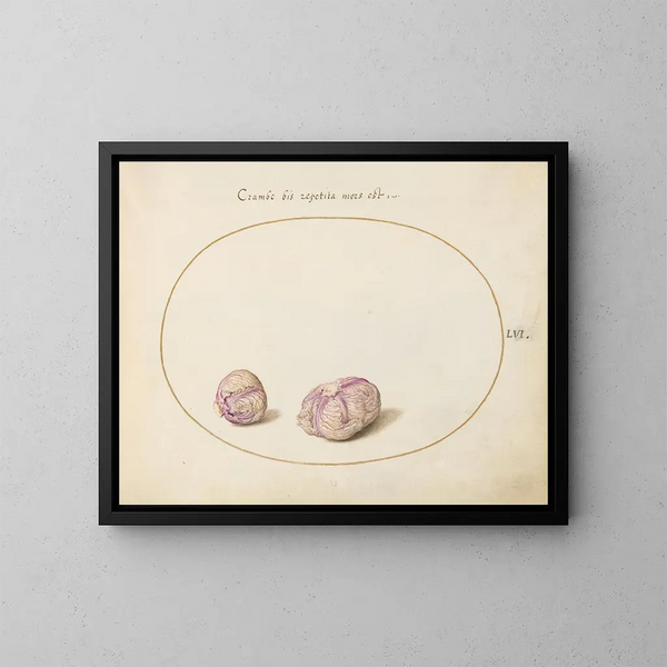 Two Heads of Cabbage - Joris Hoefnagel — framed artwork on a wall