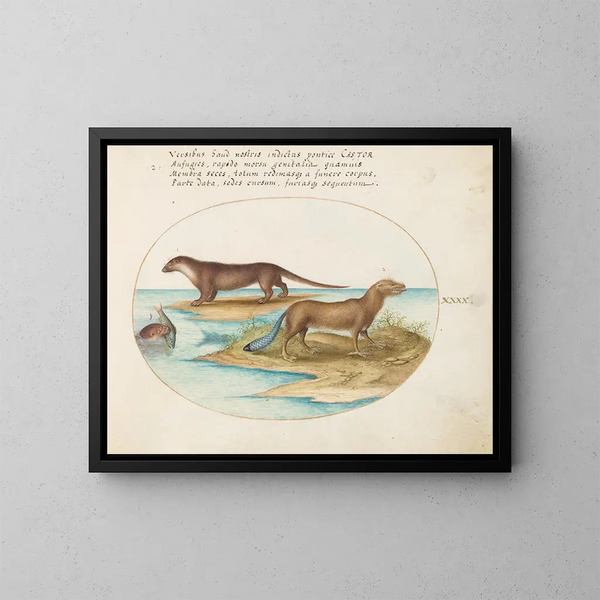 Two otters and a beaver - Joris Hoefnagel — framed artwork on a wall