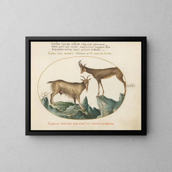 Two Wild Goats - Joris Hoefnagel — framed artwork on a wall