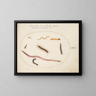 Joris Hoefnagel - Worm Centipede Millipede and Other Long Creatures.webp