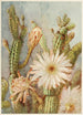 Cactus - Joseph Kallaus — weergave van het kunstwerk