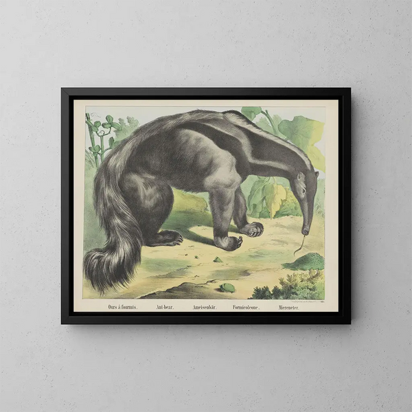 Anteater - Joseph Scholz — framed artwork on a wall