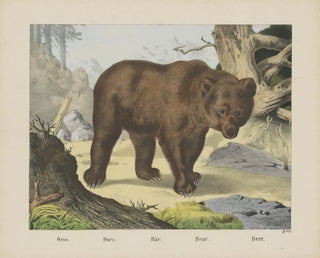 Joseph Scholz - Bear.webp