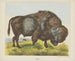 Bison - Joseph Scholz — weergave van het kunstwerk